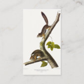 American Red Squirrel (Richardson's Columbian) Visitenkarte (Rückseite)