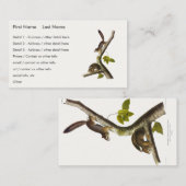 American Red Squirrel (Richardson's Columbian) Visitenkarte (Vorne/Hinten)