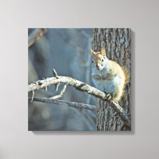 American Red Squirrel - Wildlife Fotografy Leinwanddruck
