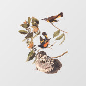American Redstart Audubon Birds and Wasp Nest Fensteraufkleber (Blatt)