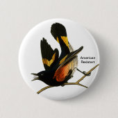 American Redstart von John James Audubon, Vogelbeo Button (Vorderseite)