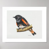 American Redstart Warbler Art Print Poster (Vorne)