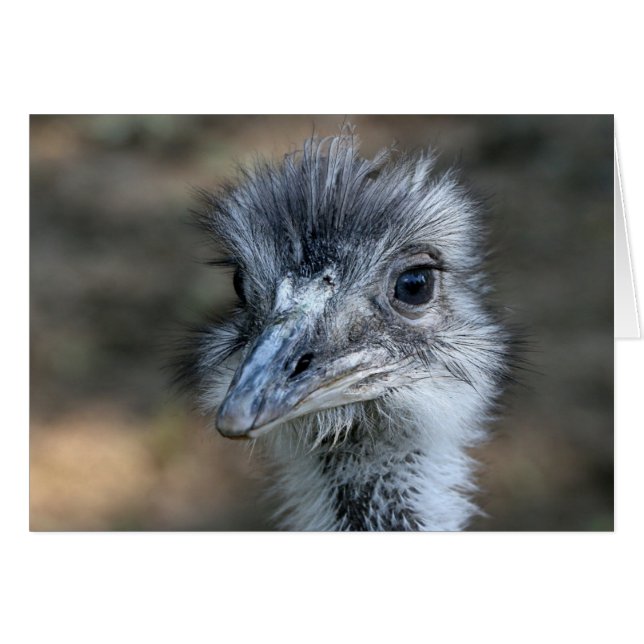 American Rhea Portrait (Vorderseite (Horizontal))