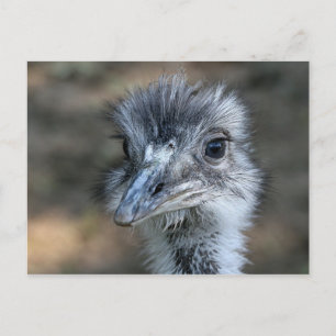 American Rhea Portrait Postkarte