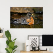 American Robin Baden Poster (Heimbüro)