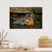 American Robin Baden Poster (Küche)