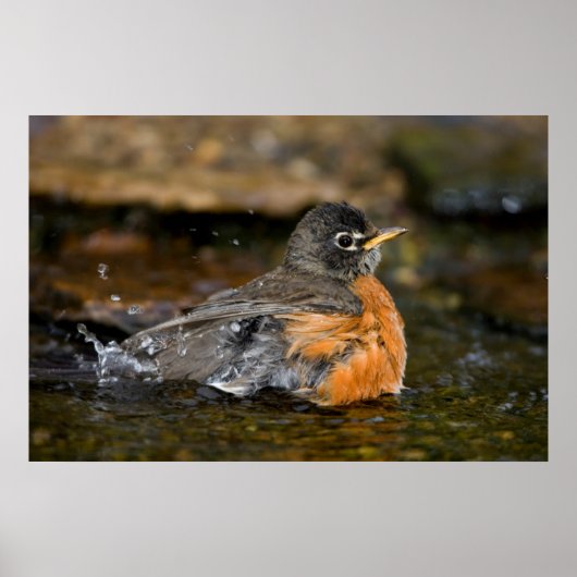American Robin Baden Poster (Vorne)