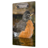 American Robin Bat 2 Klemmbrett (Links)