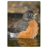 American Robin Bat 2 Klemmbrett (Rückseite)