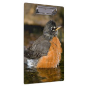 American Robin Bat 2 Klemmbrett (Rechts)