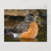 American Robin Bat 2 Postkarte (Vorderseite)