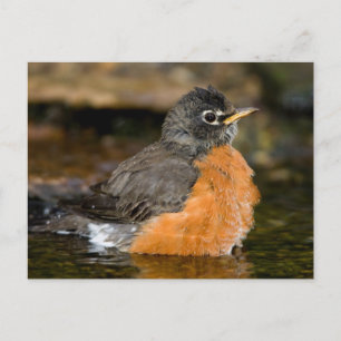 American Robin Bat 2 Postkarte