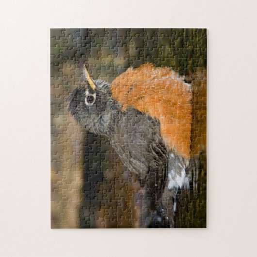 American Robin Bat 2 Puzzle (Vertikal)