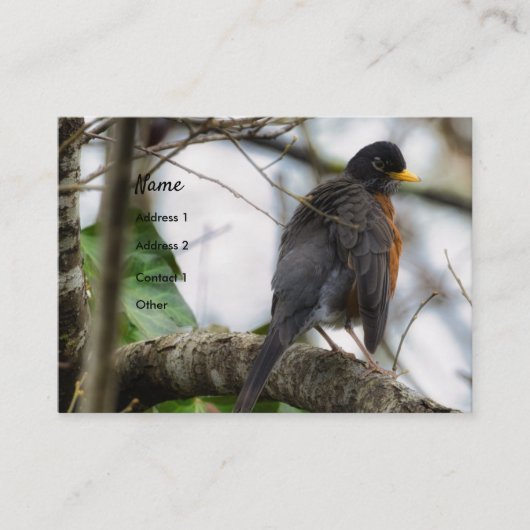 American Robin Bird Business Card Visitenkarte (Vorderseite)