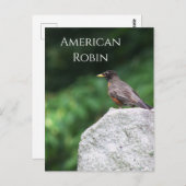 American Robin Bird Foto Postcard Postkarte (Vorne/Hinten)