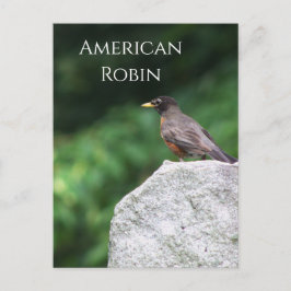 American Robin Bird Foto Postcard Postkarte