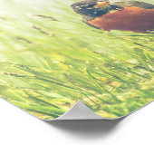 American Robin Bird Nature Poster (Ecke)
