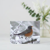 American Robin Bird Postcard Postkarte (Stehend Vorderseite)