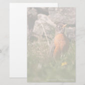 American Robin Briefpapier (Vorne/Hinten)
