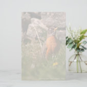 American Robin Briefpapier (Stehend Vorderseite)