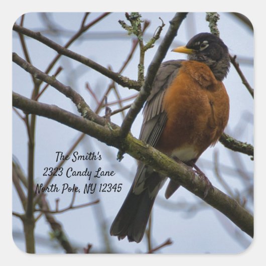 American Robin Change of Address Square Sticker (Vorderseite)