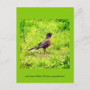 American Robin Einladungspostkarte