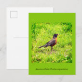American Robin Einladungspostkarte (Vorne/Hinten)