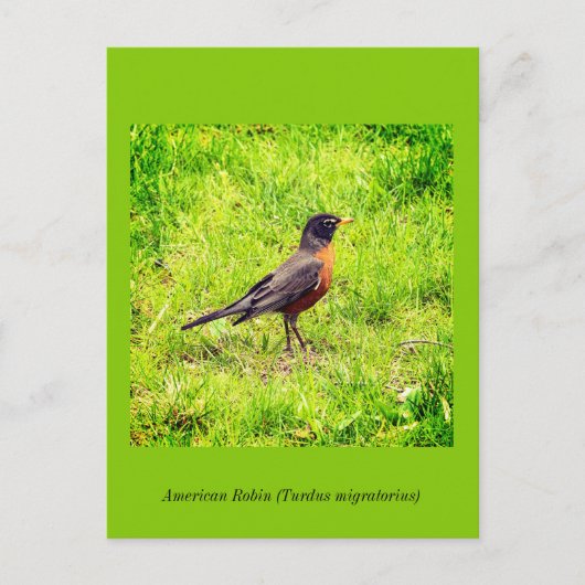 American Robin Einladungspostkarte (Vorderseite)