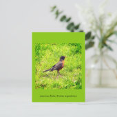American Robin Einladungspostkarte (Stehend Vorderseite)