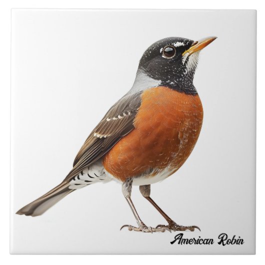 American Robin Fliese (Vorderseite)