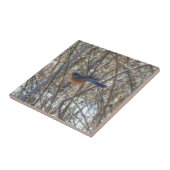 American Robin Fliese (Seite)