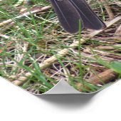 American Robin Foto Poster (Ecke)