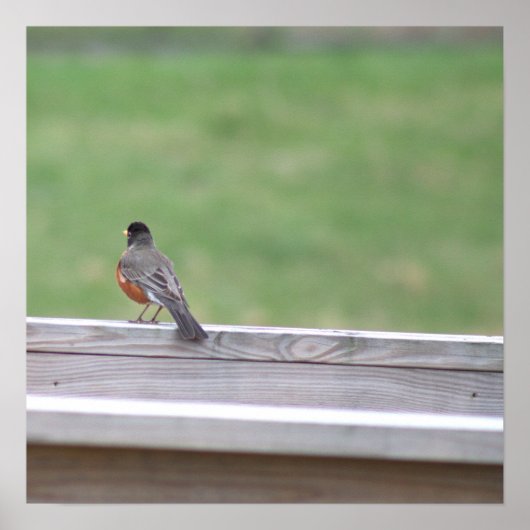 American Robin Foto Poster (Vorne)