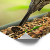 American Robin Foto Poster (Ecke)