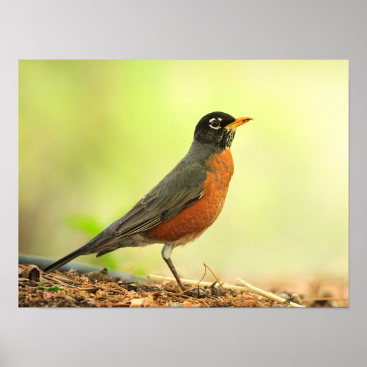 American Robin Foto Poster (Vorne)