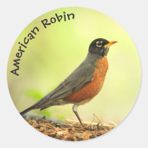 American Robin Foto Runder Aufkleber