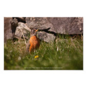 American Robin Fotodruck (Vorne)