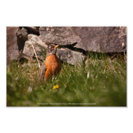 American Robin Fotodruck (Vorne)