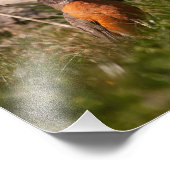 American Robin Fotodruck (Ecke)