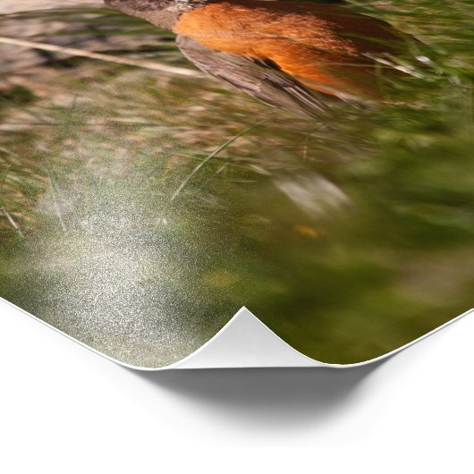 American Robin Fotodruck (Ecke)