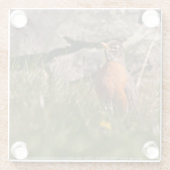 American Robin Glasuntersetzer (Rückseite)