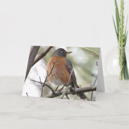 American Robin Greeting Card Karte