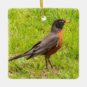American Robin Keramikornament