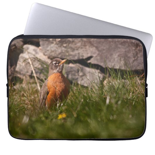 American Robin Laptopschutzhülle (Vorderseite)