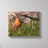 American Robin Leinwanddruck (Vorderseite)