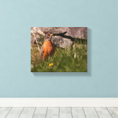 American Robin Leinwanddruck (Insitu (Holzboden))