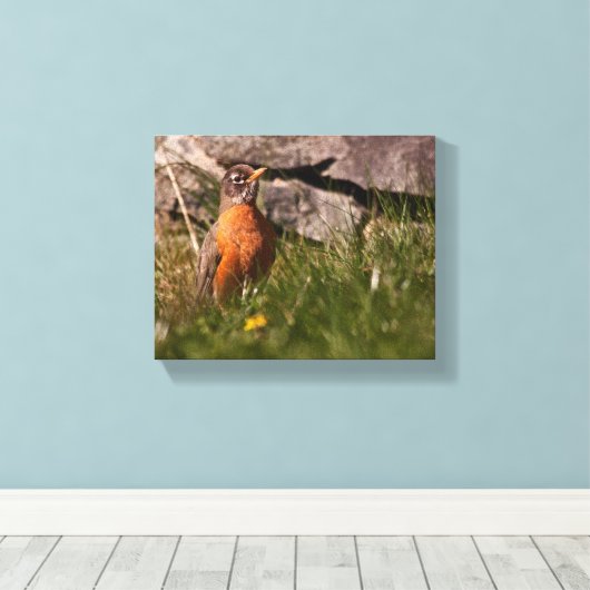 American Robin Leinwanddruck (Insitu (Holzboden))