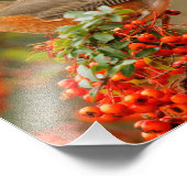 American Robin Lieben Pyracantha Berries Fotodruck (Ecke)