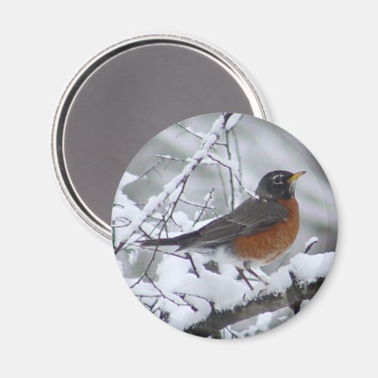American Robin Magnet (Vorderseite/Rückseite)