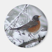 American Robin Magnet (Vorne)